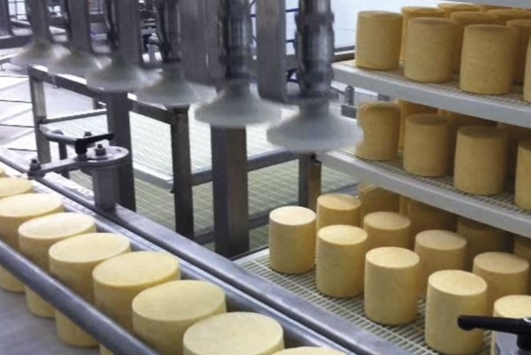 Manutention automatique de fromages